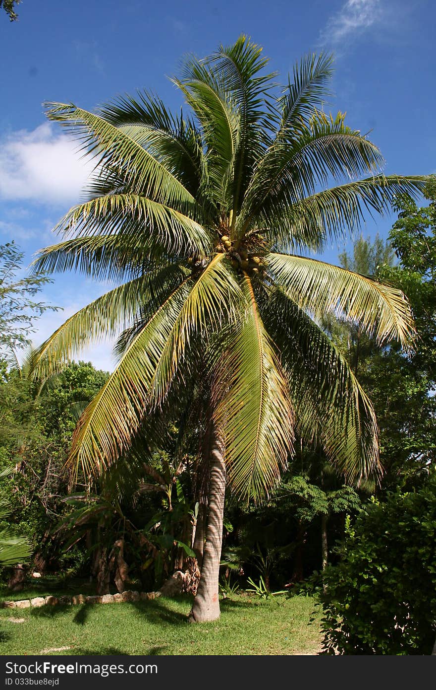 The Forest at Playa del Carmen - Mexico