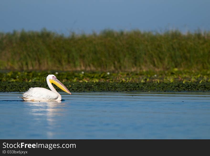 White Pelican