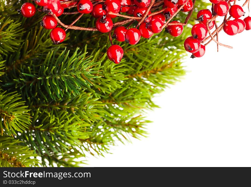 Branch of Christmas tree and european holly