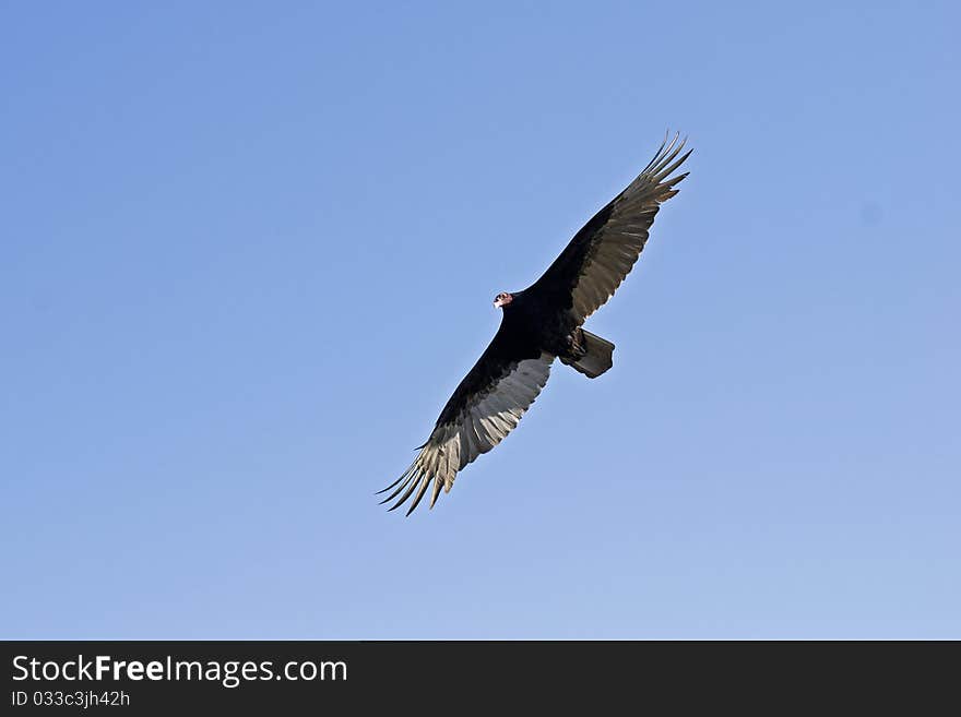 Soaring Turkey Vulture In The Blue Sky