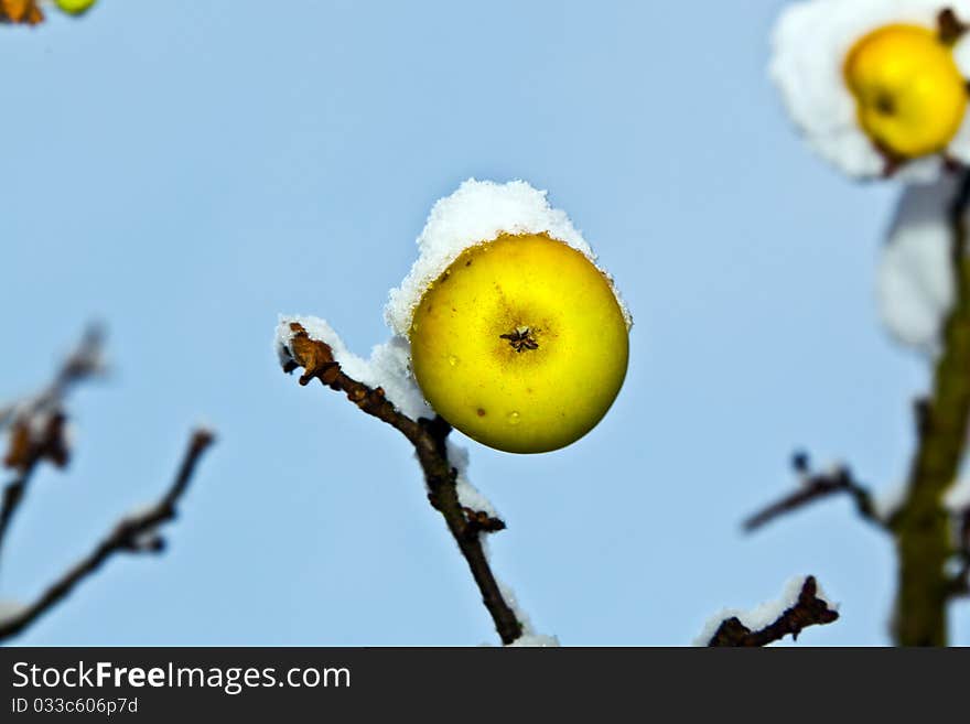 Ripe apples are hanging on a branch