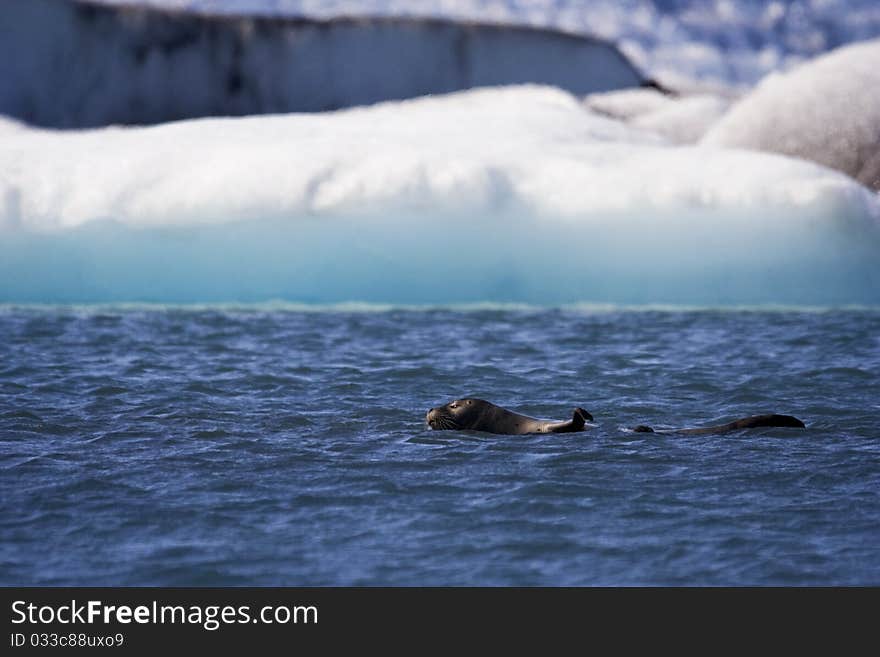 Seal Swims in Jokusarlon Glacial Lagoon, Iceland