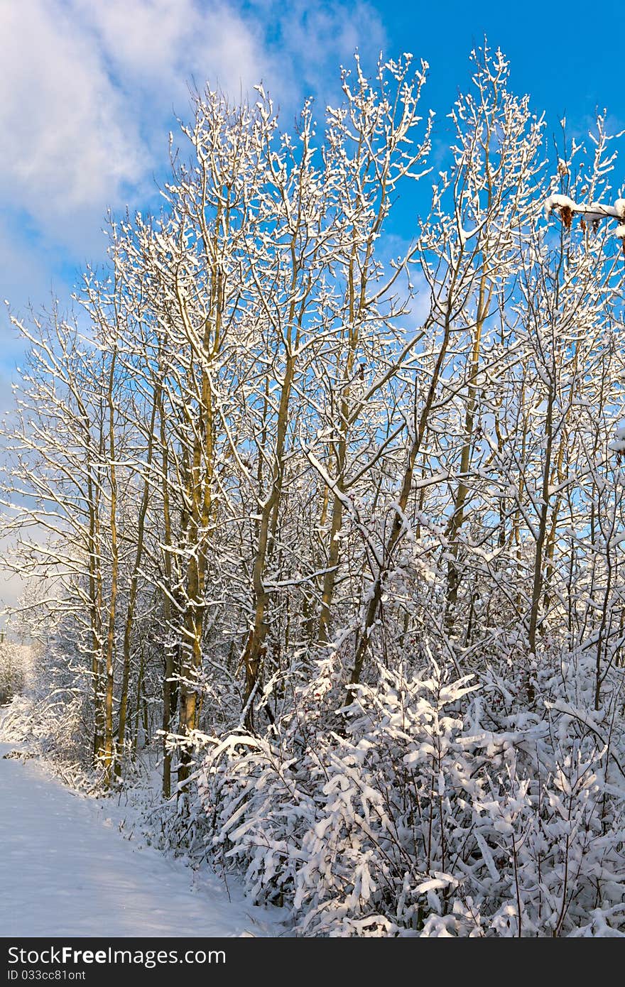 Trees in winter in snow with blue sky