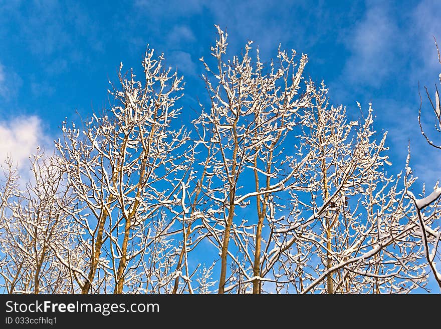 Trees in winter in snow with blue sky