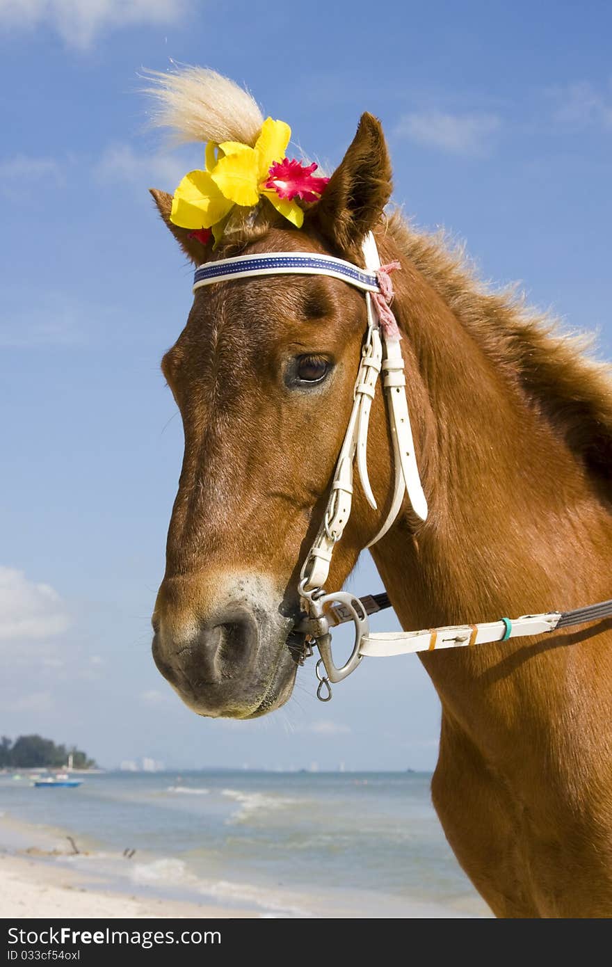 Close up portrait of a horse