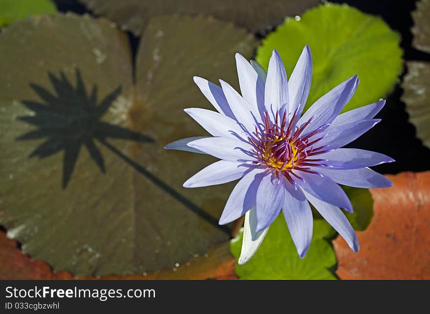 Blue lotus with the shadows