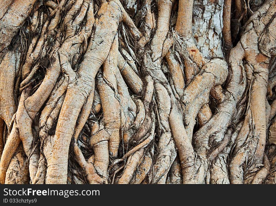 The roots of trees in a tropical bar. The roots of trees in a tropical bar