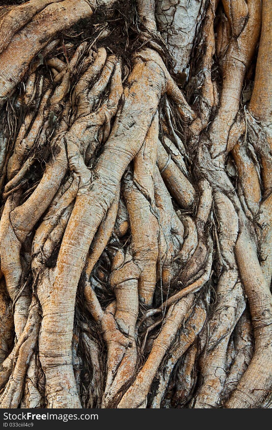 The roots of trees in a tropical bar. The roots of trees in a tropical bar