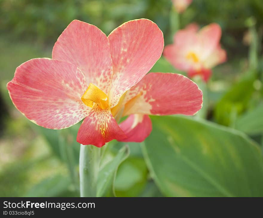 Canna flower