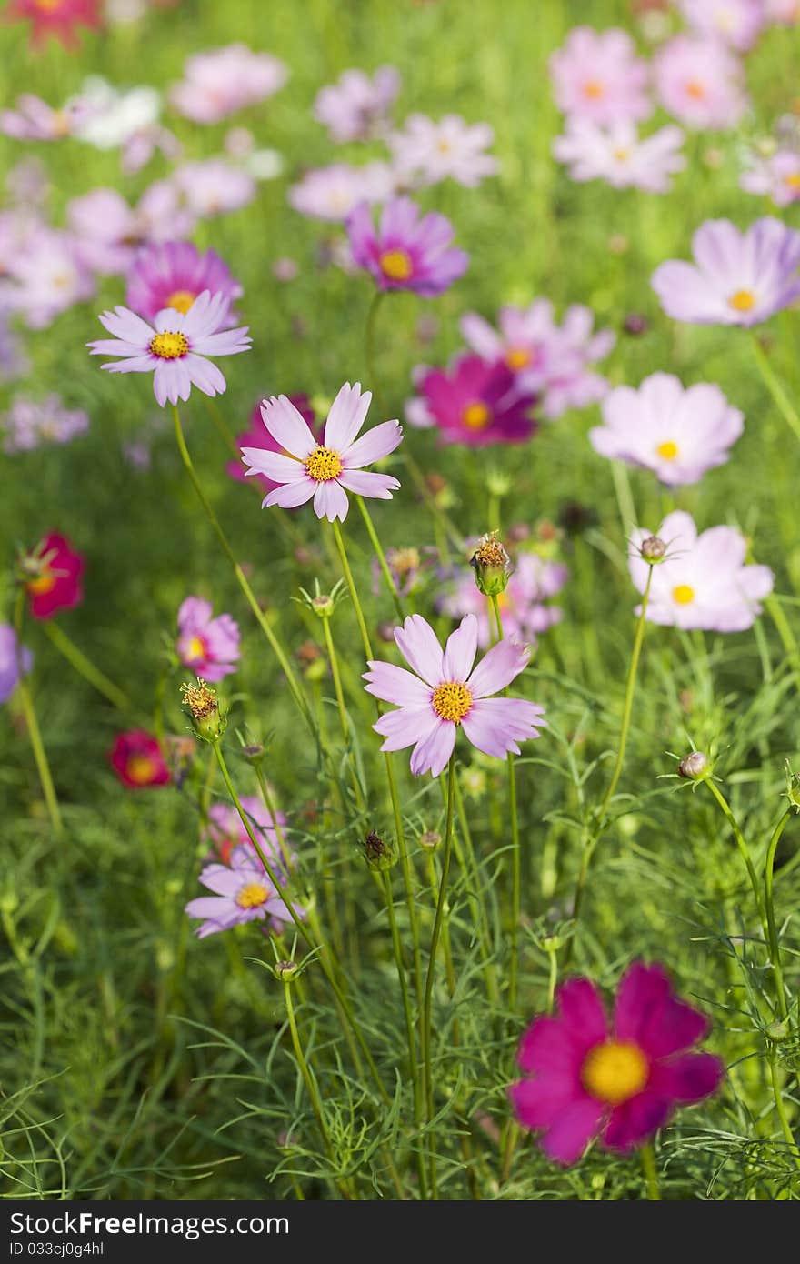 View of Cosmos Flowers on Plants