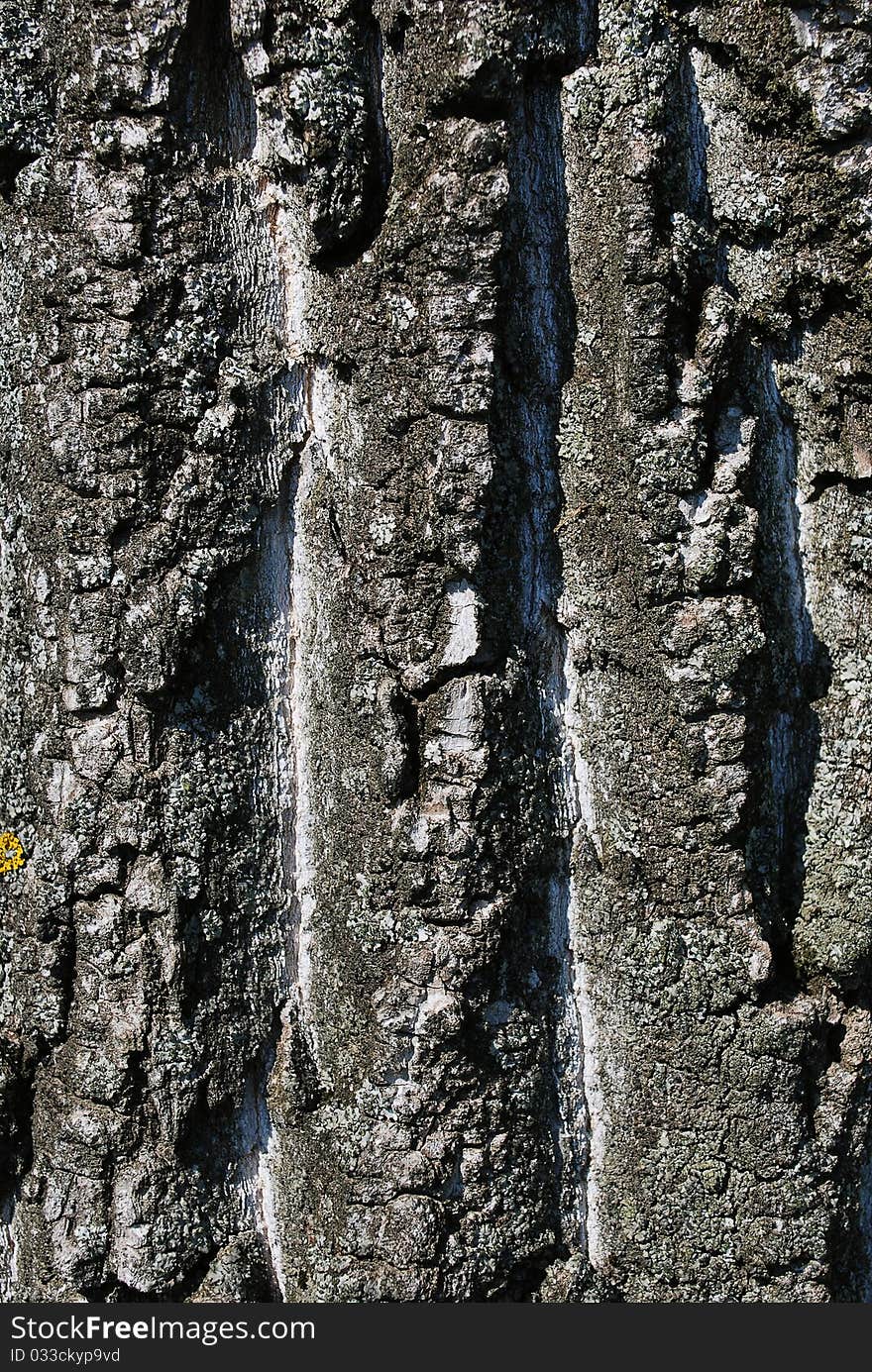 Wooden texture to serve as background