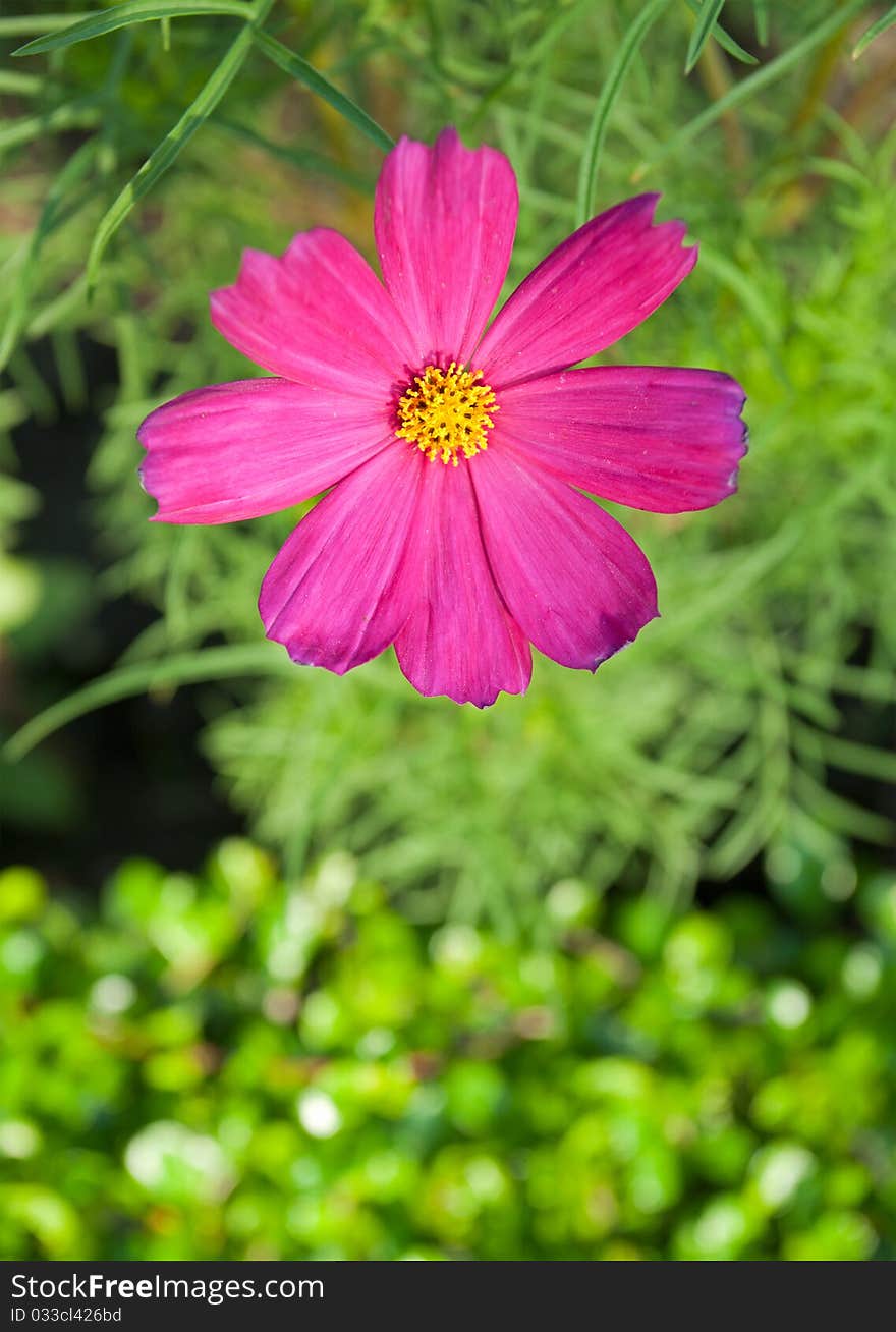 Cosmos Flowers