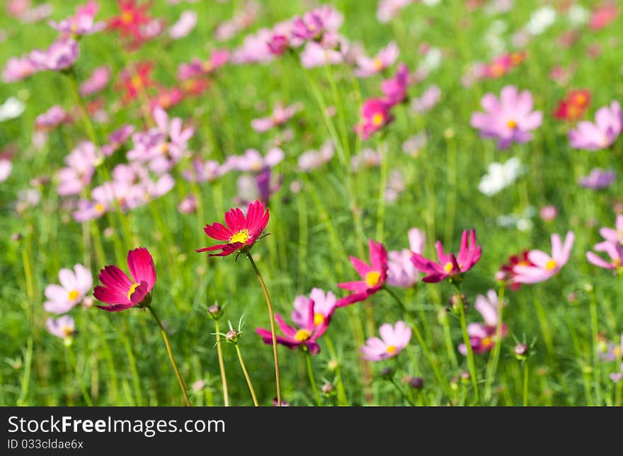 View of Cosmos Flowers in plant