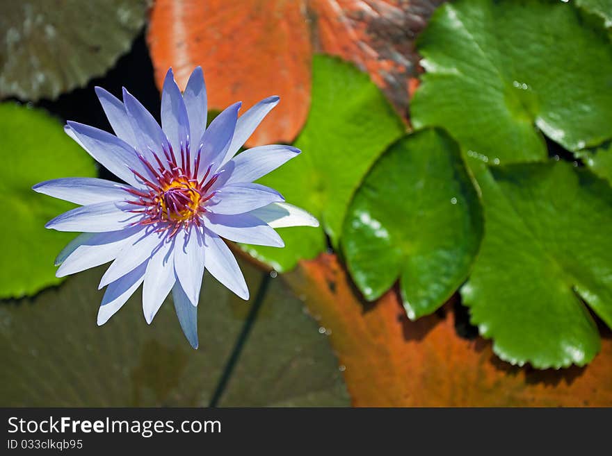 Details of Blue Water lily. Details of Blue Water lily