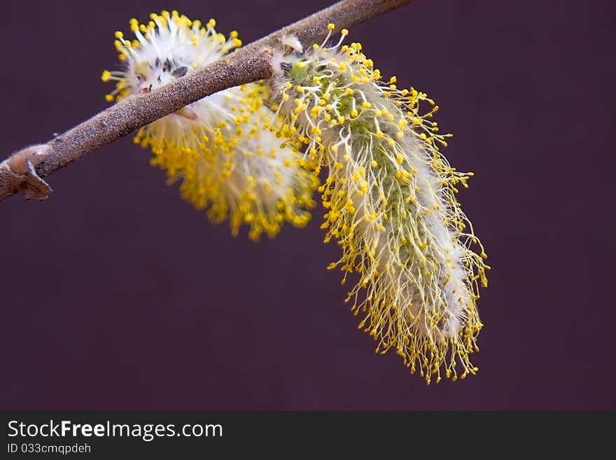 Catkin willow