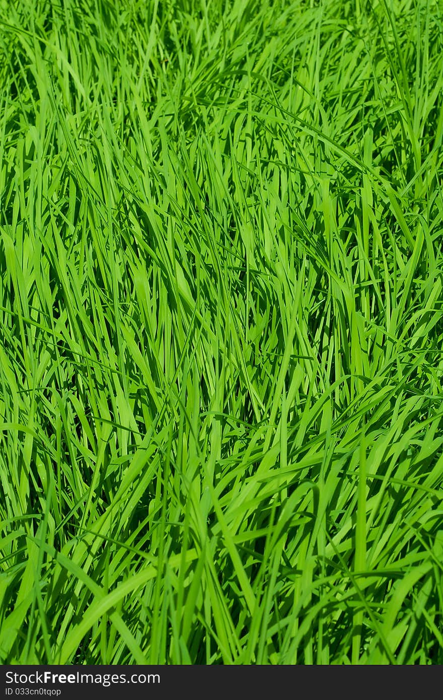 View of rice field background