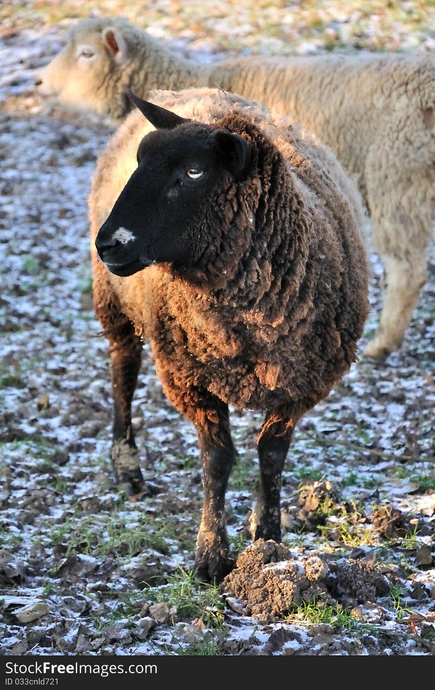 A black lamb and another white