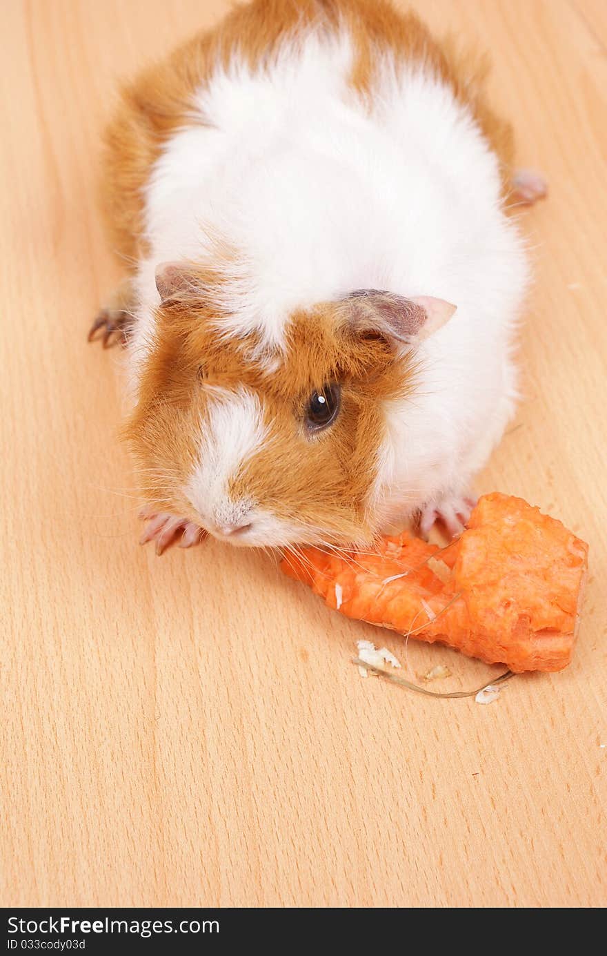 Little guinea pig