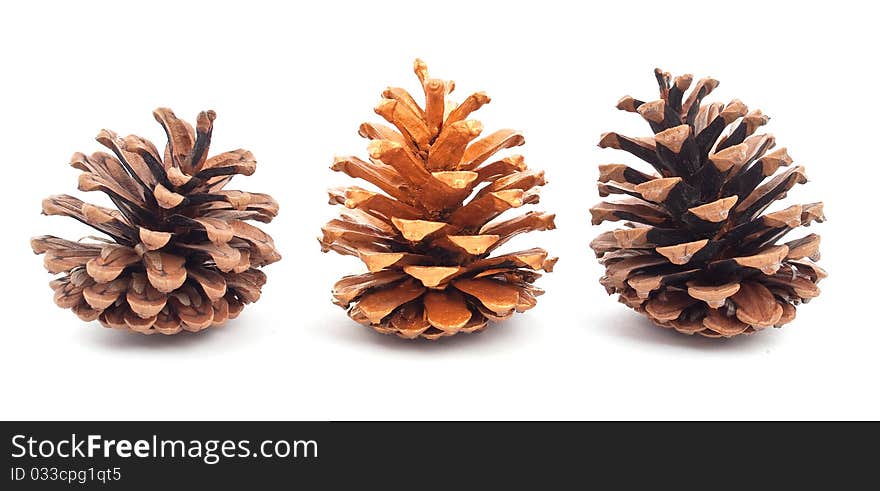 Pine cones on a white background