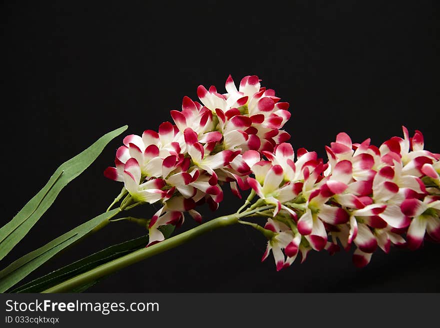 Branch with blossoms in a red way white onto black background