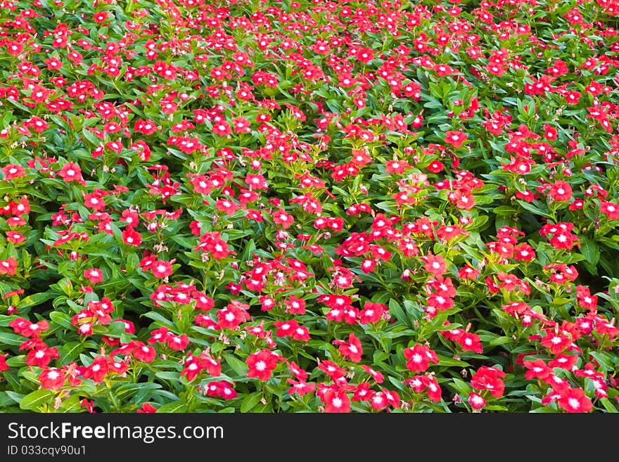 Planting of flower in Suan Luang Rama 9,Bangkok - Thailand. Planting of flower in Suan Luang Rama 9,Bangkok - Thailand