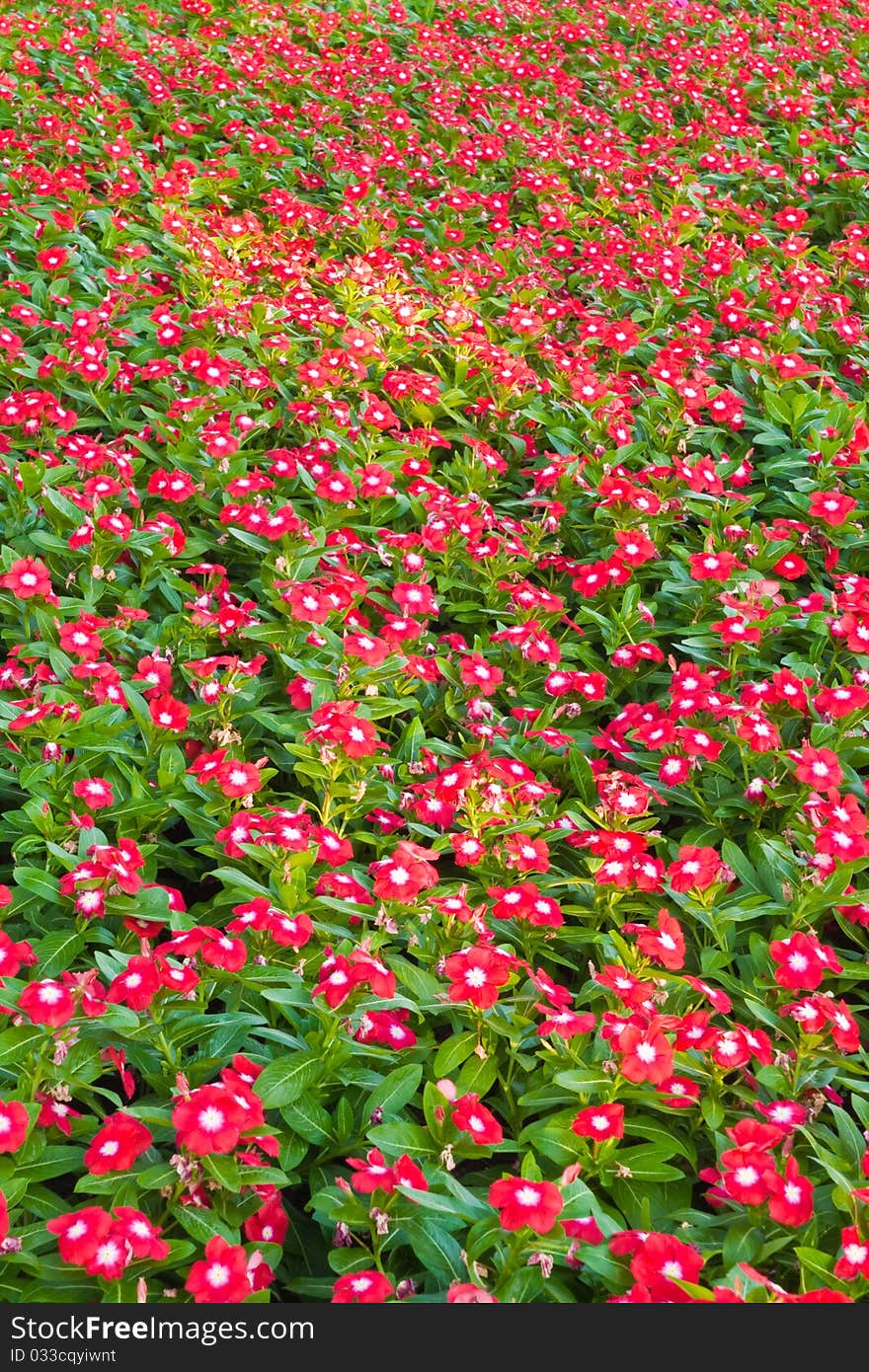 Planting of Red flower