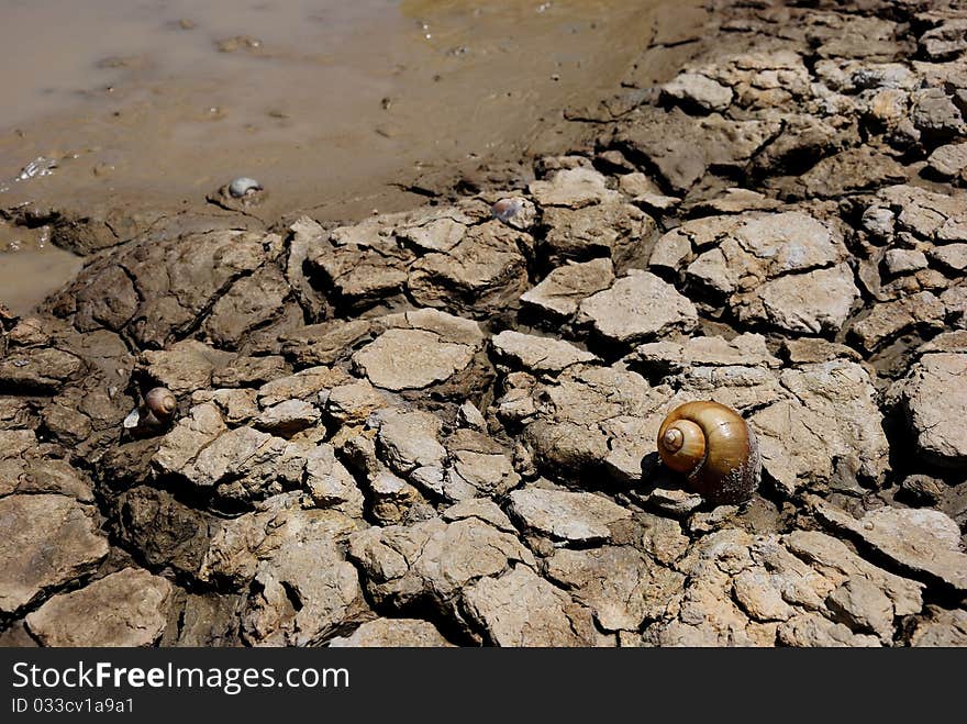 Closeup of a piece of drought land and shell