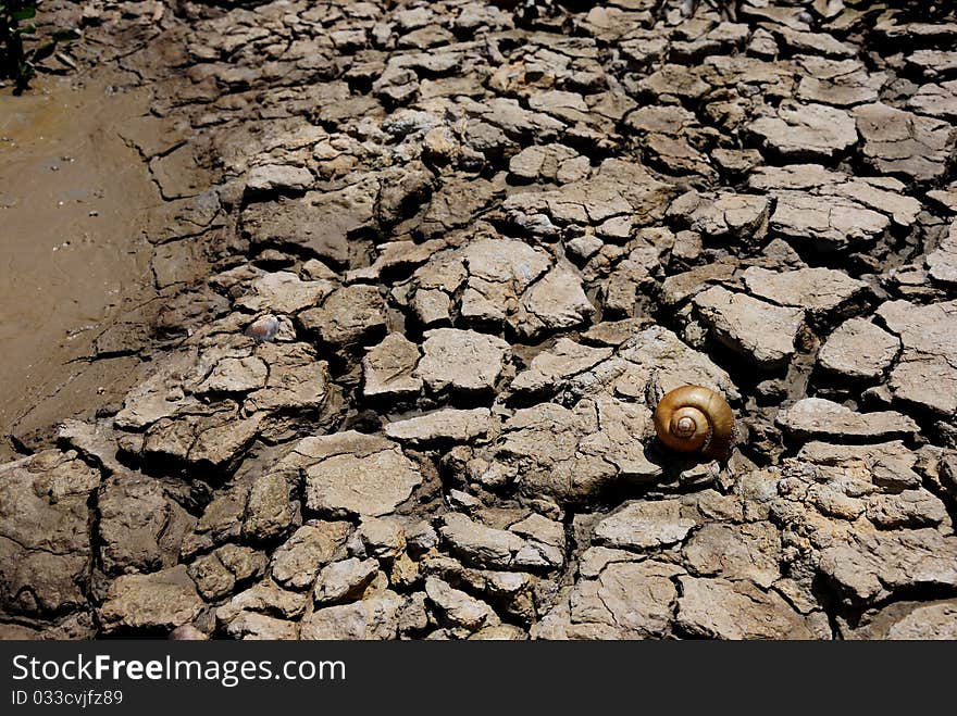 Closeup of a piece of drought land and shell