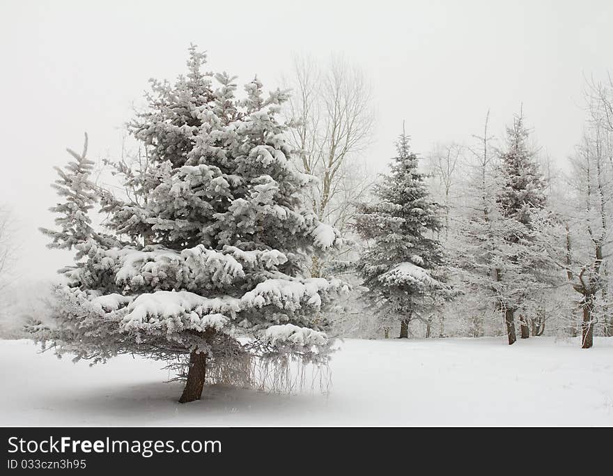 Winter fir trees covered with snow