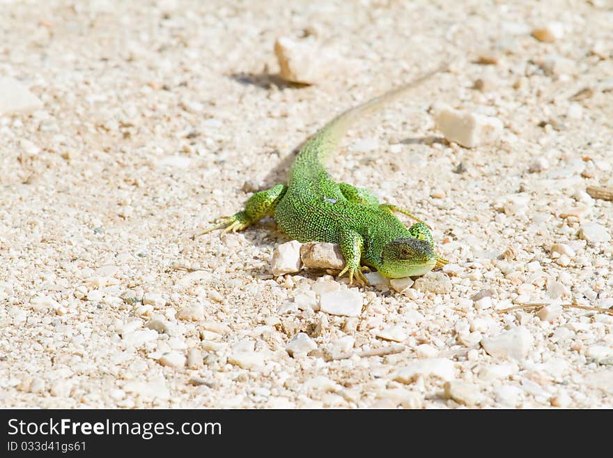 Green Lizard