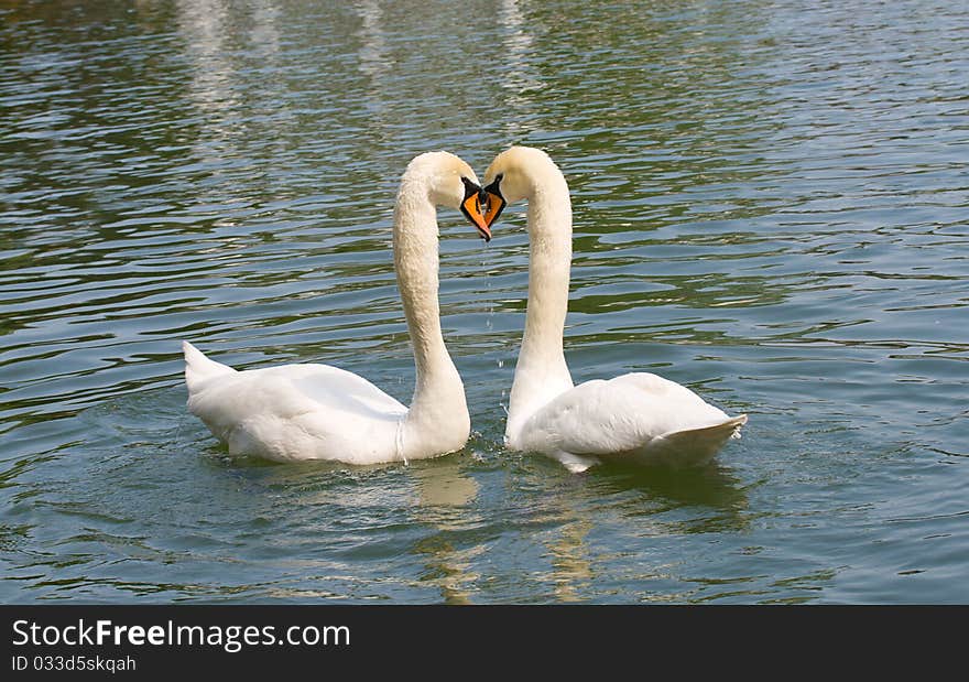 Two white swans in love