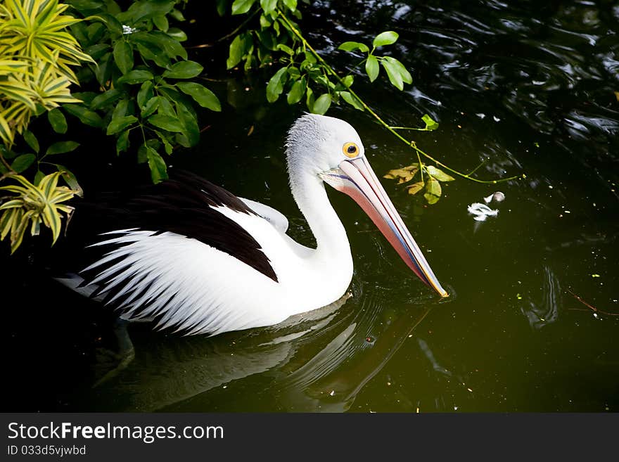 The white pelikan