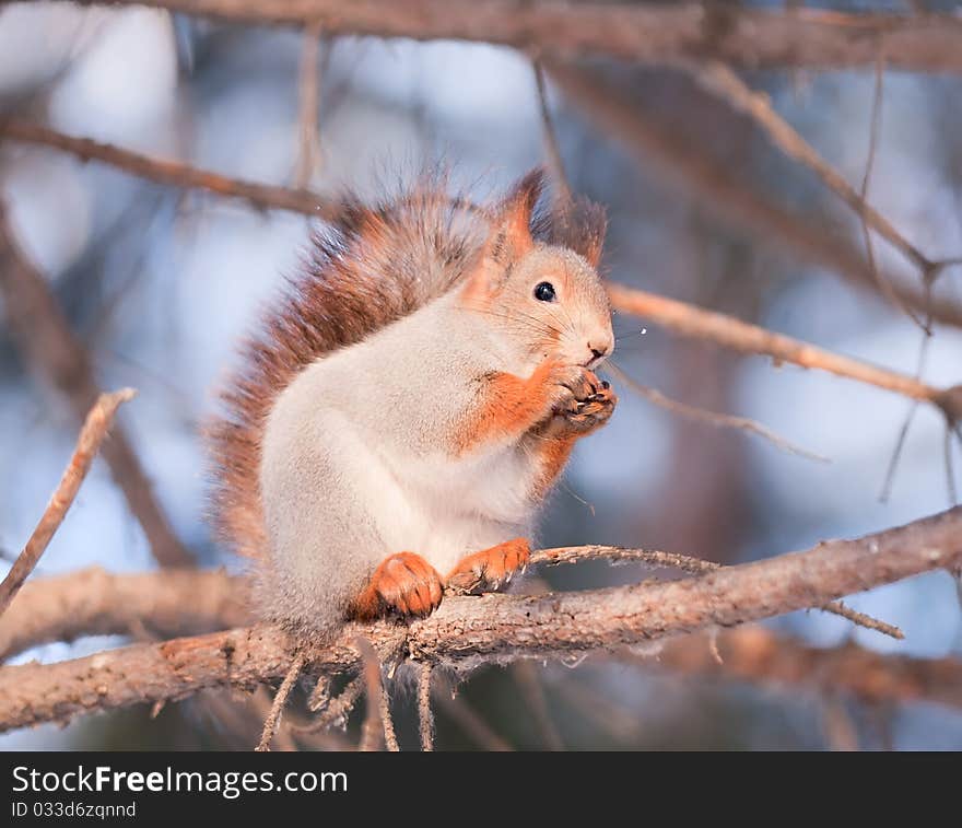 Squirrel eating nut on a tree at winter. Squirrel eating nut on a tree at winter