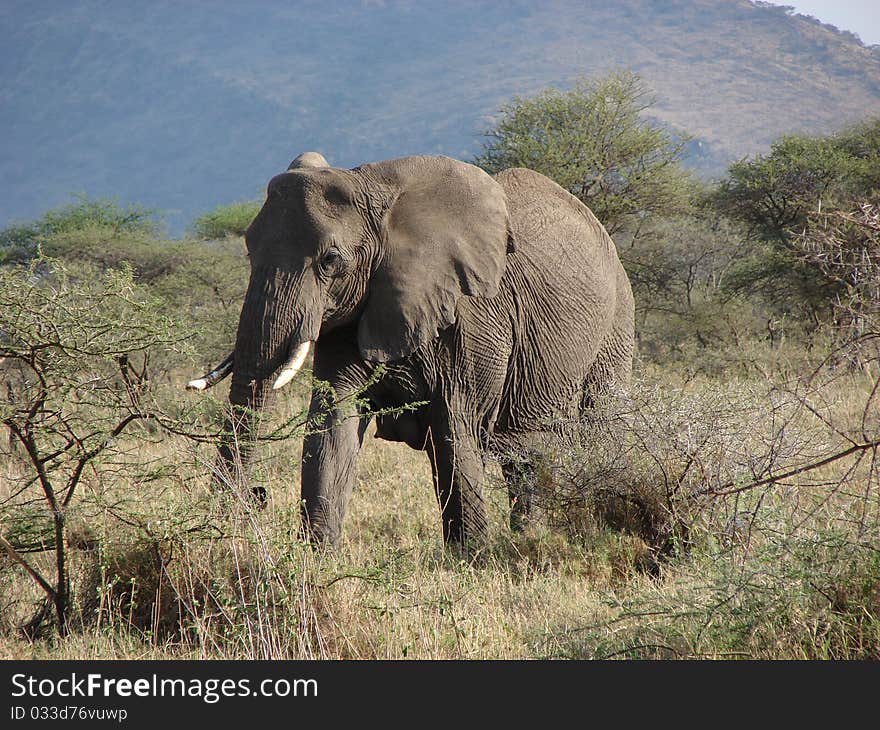 Elephant in Serengeti