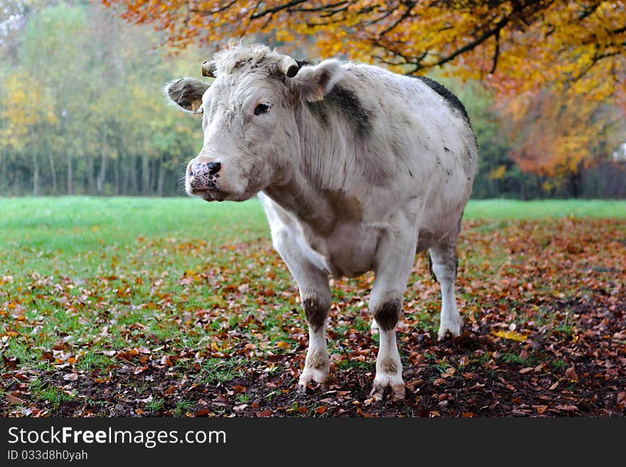 Cow with autumn landscape. Shallow DOF, focus on cow's head.