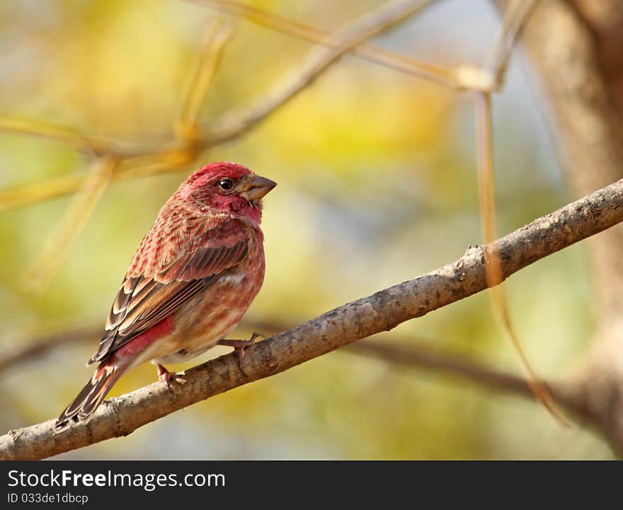 Male House Finch, Carpodacus mexicanus