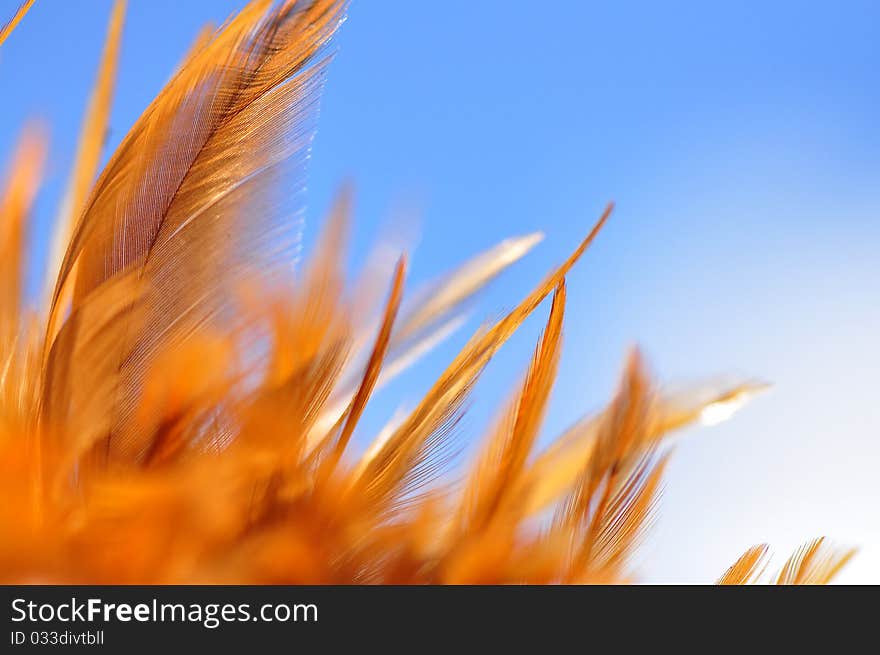 There are Feather in the blue sky