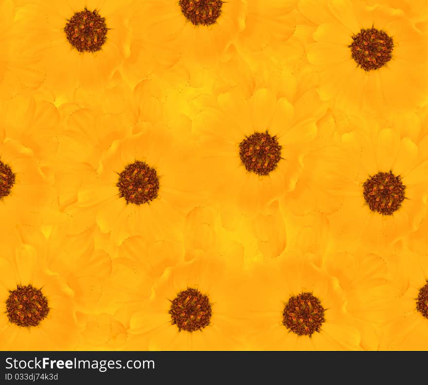 Background with bright yellow flowers. Background with bright yellow flowers