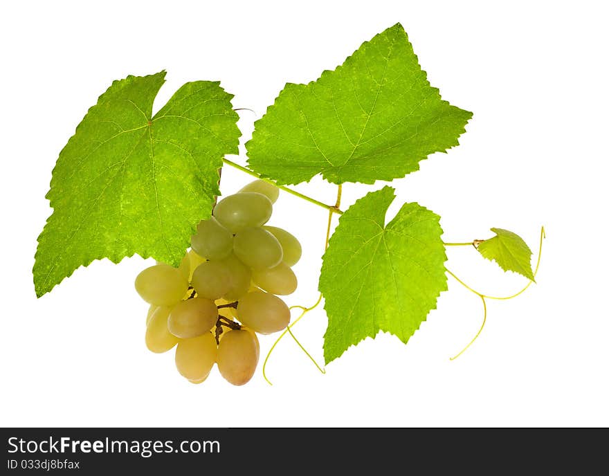 Green vine with grepes on white