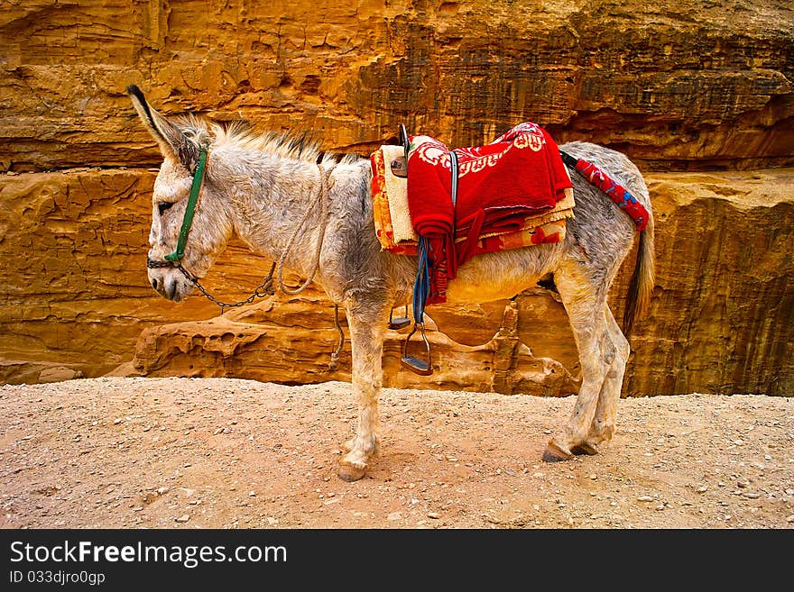 Donkey waiting for work in Petra Jordanian 2010