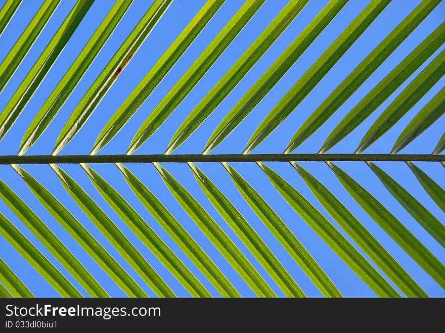 There are Leaf of Coconut in fine day