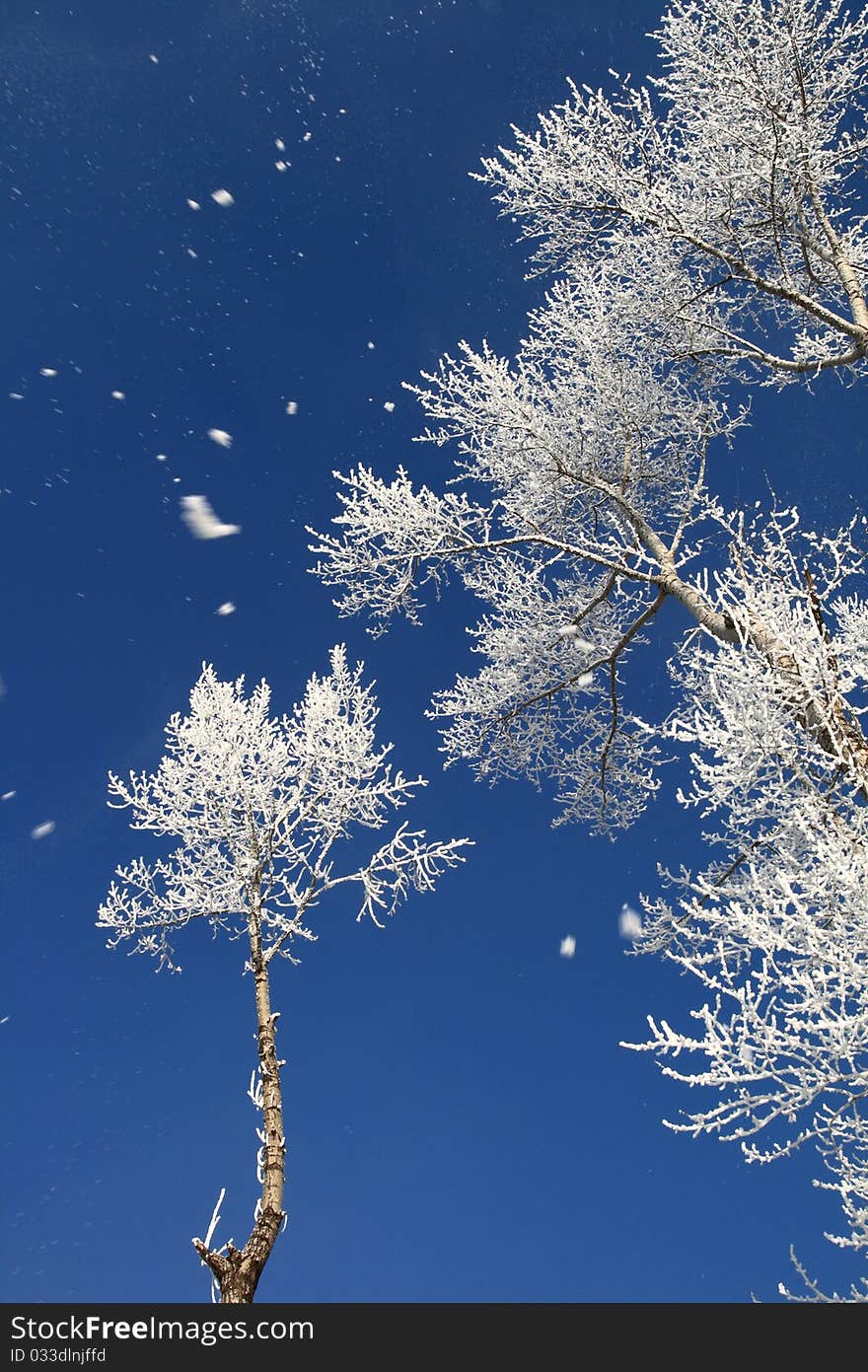 Snow covered trees with snow falling off