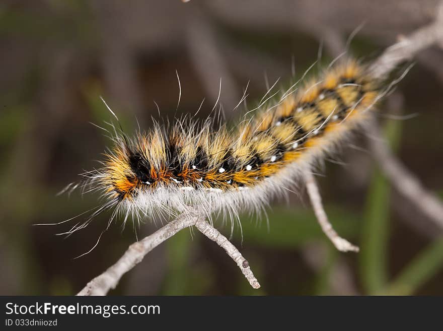 Close view detail of a lappet moth caterpillar on the vegetation.