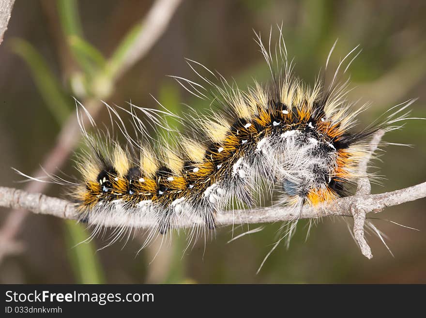 Close view detail of a lappet moth caterpillar on the vegetation.