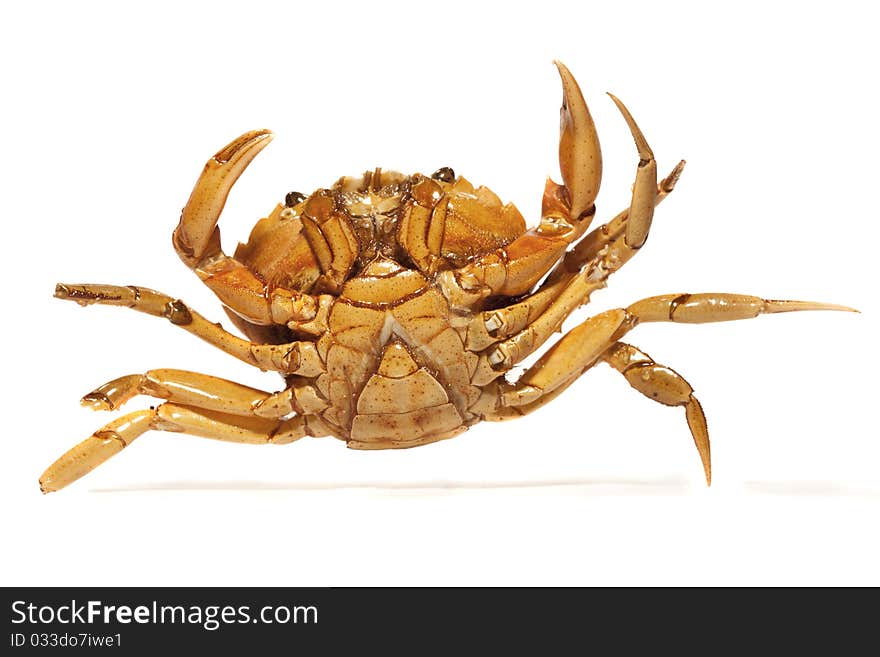 Close view detail of a orange crab isolated on a white background.