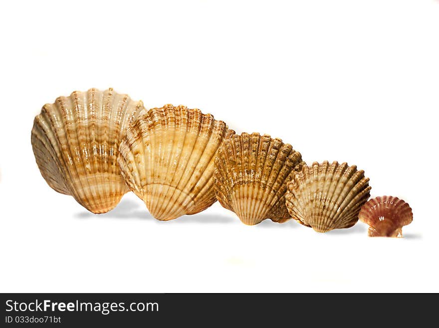 View of several seashells aligned on a descending way isolated on a white background.