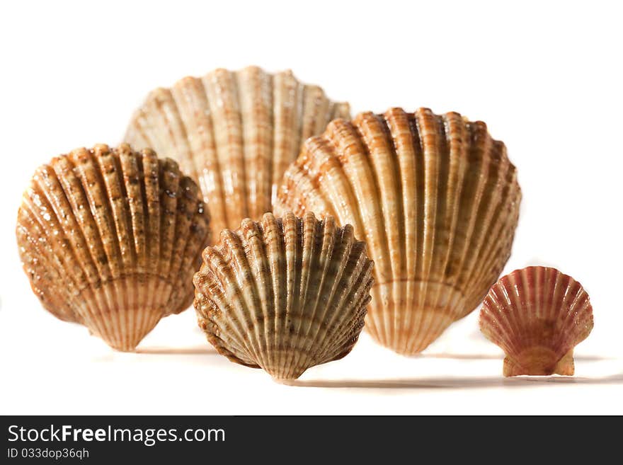 Close view detail of a bunch of seashells isolated on a white background.