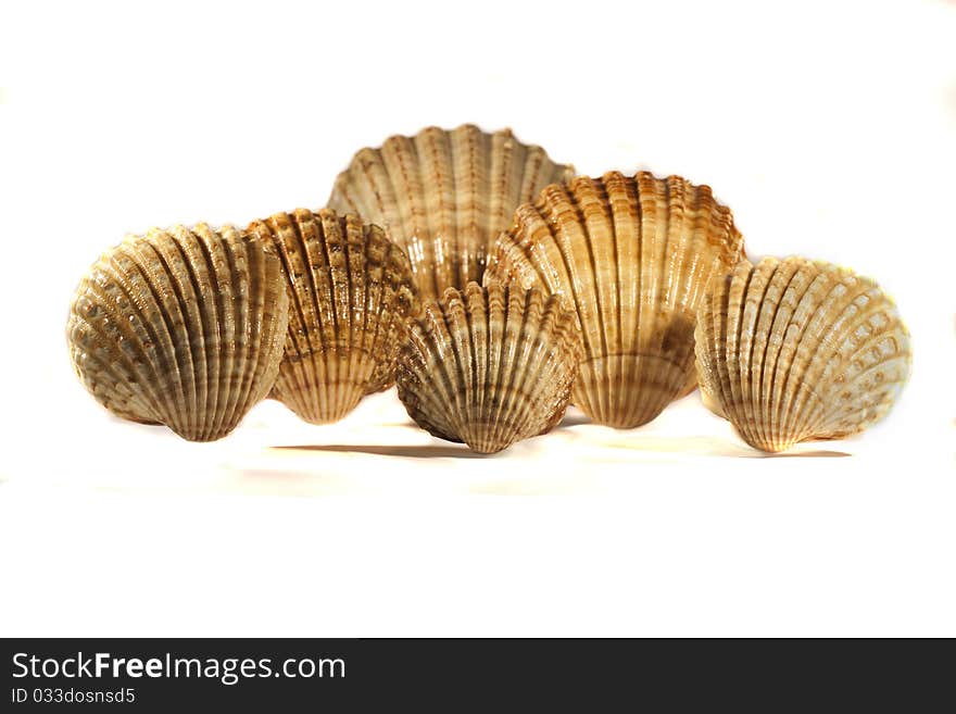 Close view detail of a bunch of seashells isolated on a white background.