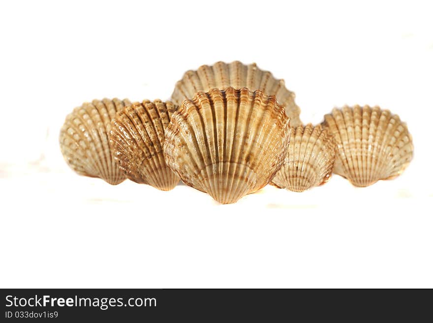 Close view detail of a bunch of seashells isolated on a white background.