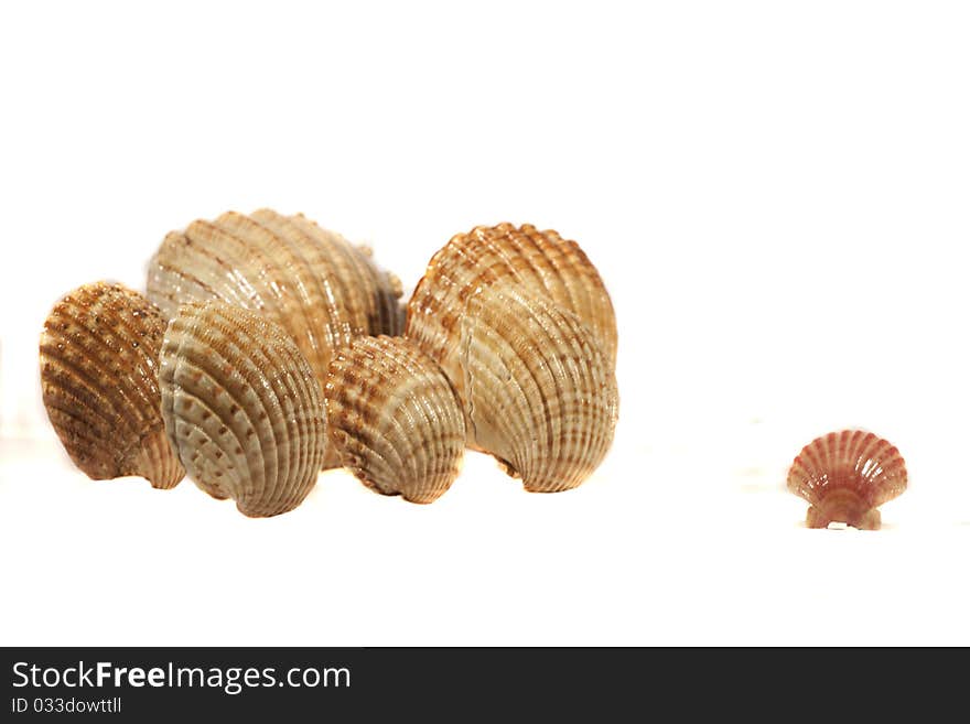 Close view detail of a bunch of seashells isolated on a white background.